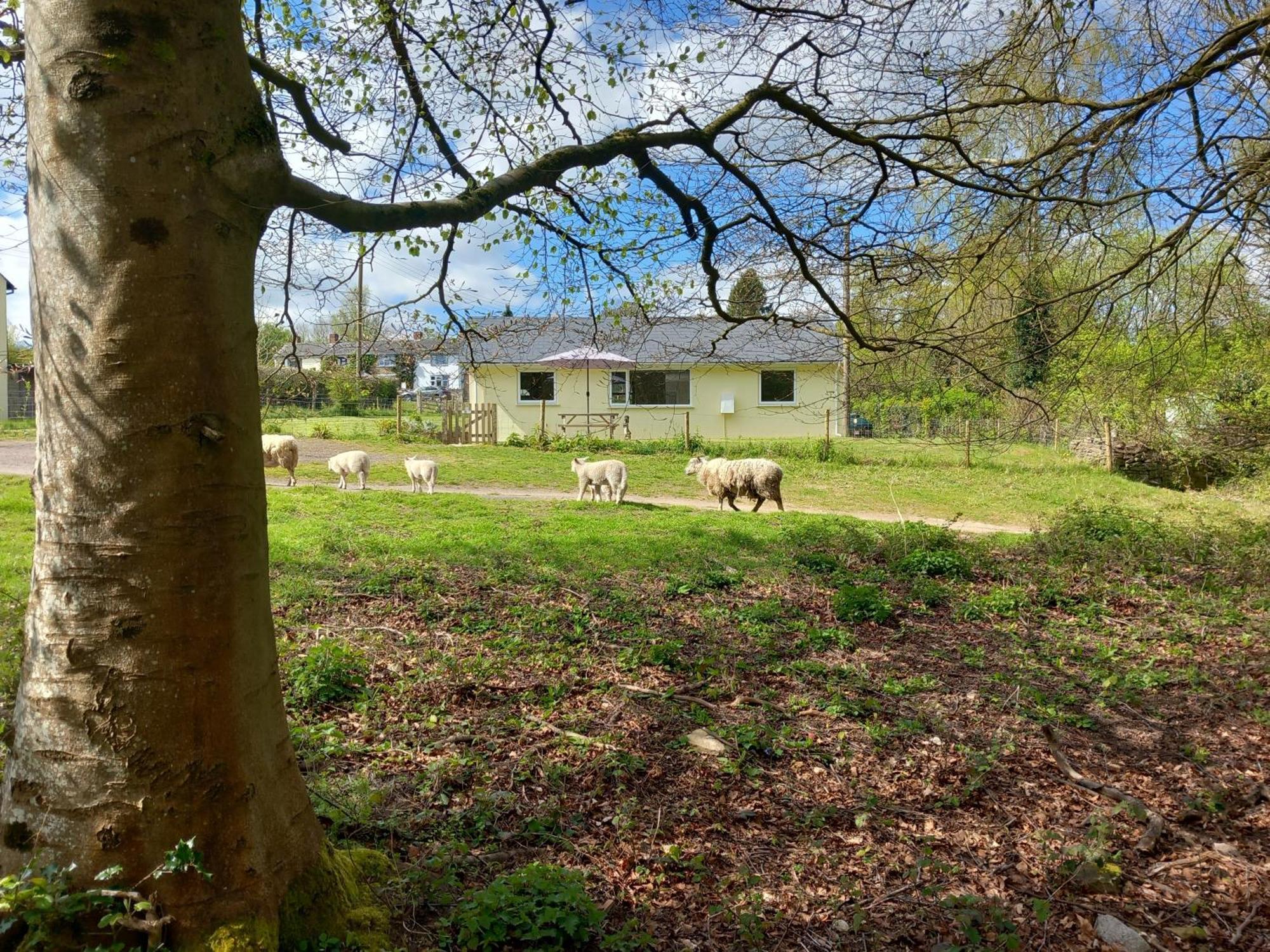 The Bungalow, Forest Of Dean Coleford  Extérieur photo